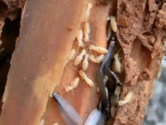 西塞山白蚁防治公司分享别墅庭院白蚁综合治理，告别绿植虫害入户难题